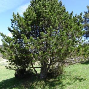 Photographie n°2201103 du taxon Pinus mugo subsp. uncinata (Ramond ex DC.) Domin [1936]