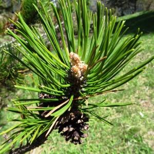 Photographie n°2201104 du taxon Pinus mugo subsp. uncinata (Ramond ex DC.) Domin [1936]