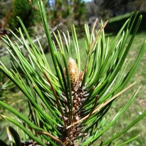 Photographie n°2201105 du taxon Pinus mugo subsp. uncinata (Ramond ex DC.) Domin [1936]