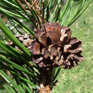 Photographie n°2201106 du taxon Pinus mugo subsp. uncinata (Ramond ex DC.) Domin [1936]