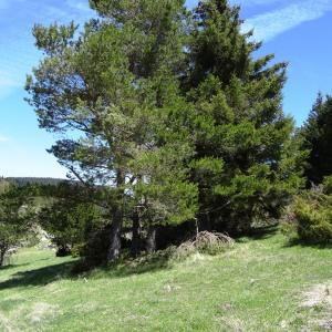 Photographie n°2201108 du taxon Pinus mugo subsp. uncinata (Ramond ex DC.) Domin [1936]
