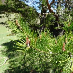 Photographie n°2201109 du taxon Pinus mugo subsp. uncinata (Ramond ex DC.) Domin [1936]