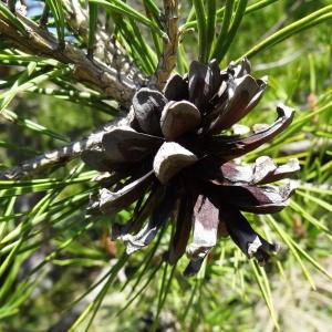 Photographie n°2201110 du taxon Pinus mugo subsp. uncinata (Ramond ex DC.) Domin [1936]