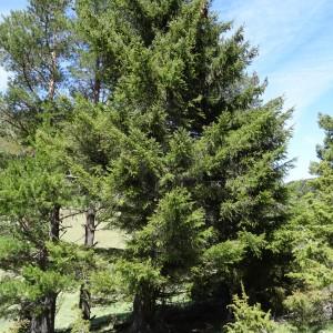 Photographie n°2201114 du taxon Picea abies subsp. abies 