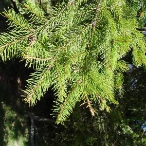 Photographie n°2201115 du taxon Picea abies subsp. abies 