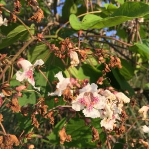 Photographie n°2201126 du taxon Catalpa bignonioides Walter [1788]