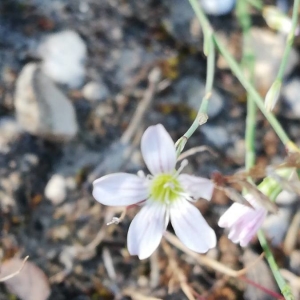 Photographie n°2201139 du taxon Petrorhagia saxifraga (L.) Link [1829]