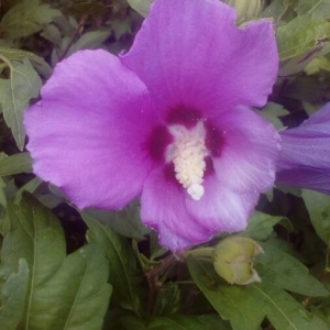 Photographie n°2201150 du taxon Hibiscus syriacus L. [1753]