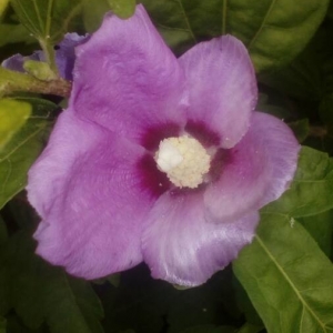 Photographie n°2201151 du taxon Hibiscus syriacus L. [1753]