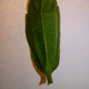 Photographie n°2201183 du taxon Hibiscus syriacus L. [1753]