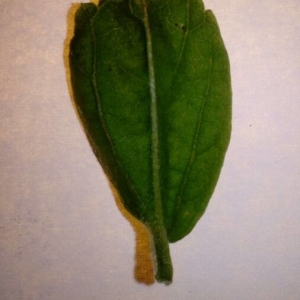 Photographie n°2201190 du taxon Hibiscus syriacus L. [1753]