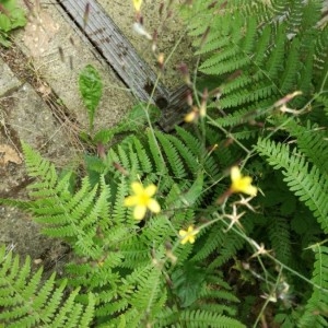 Photographie n°2201204 du taxon Lactuca muralis (L.) Gaertn. [1791]