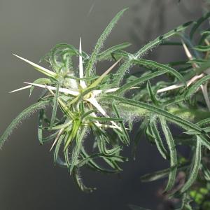 Photographie n°2201214 du taxon Centaurea calcitrapa L.