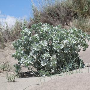 Photographie n°2201227 du taxon Eryngium maritimum L.