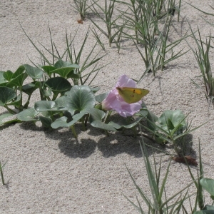 Photographie n°2201243 du taxon Calystegia soldanella (L.) Roem. & Schult.