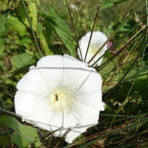 Photographie n°2201249 du taxon Convolvulus sepium L.