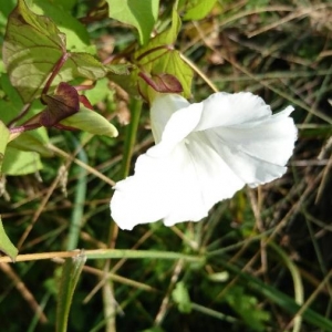 Photographie n°2201250 du taxon Convolvulus sepium L.