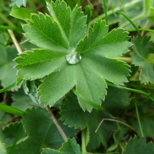 Photographie n°2201259 du taxon Alchemilla monticola Opiz [1838]