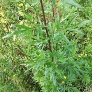 Photographie n°2201276 du taxon Artemisia vulgaris L. [1753]