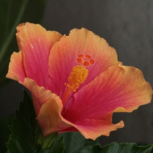 Photographie n°2201278 du taxon Hibiscus rosa-sinensis L. [1753]