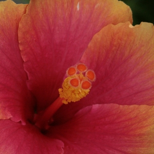 Photographie n°2201279 du taxon Hibiscus rosa-sinensis L. [1753]