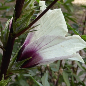 Hibiscus sabdariffa L. (Agrio de Guinea)