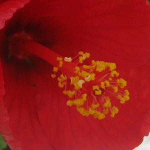 Hibiscus rosa-sinensis L. (Rose de Chine)