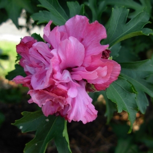 Photographie n°2201331 du taxon Hibiscus syriacus L. [1753]