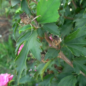 Photographie n°2201333 du taxon Hibiscus syriacus L. [1753]