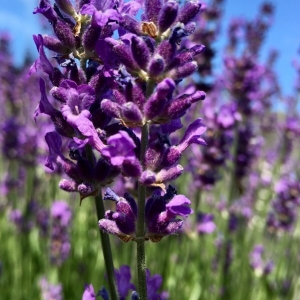 Photographie n°2201339 du taxon Lavandula angustifolia Mill. [1768]