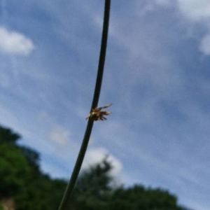 Photographie n°2201350 du taxon Juncus inflexus L. [1753]