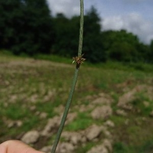 Photographie n°2201351 du taxon Juncus inflexus L. [1753]