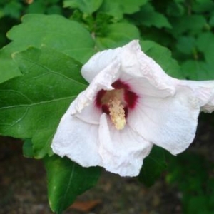 Photographie n°2201361 du taxon Hibiscus syriacus L. [1753]