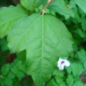 Photographie n°2201363 du taxon Hibiscus syriacus L. [1753]