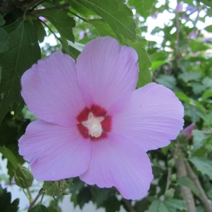 Photographie n°2201364 du taxon Hibiscus syriacus L. [1753]