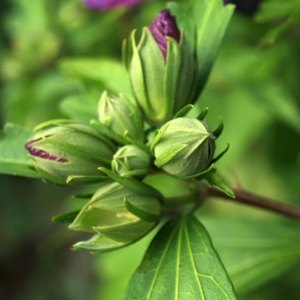 Photographie n°2201377 du taxon Hibiscus syriacus L. [1753]