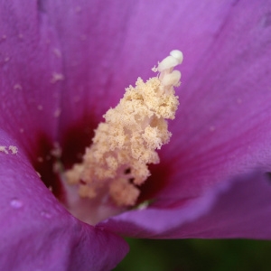 Photographie n°2201378 du taxon Hibiscus syriacus L. [1753]