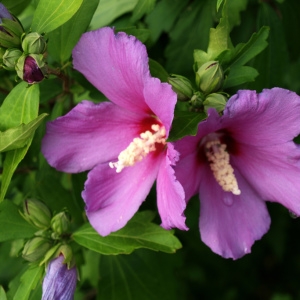 Photographie n°2201380 du taxon Hibiscus syriacus L. [1753]