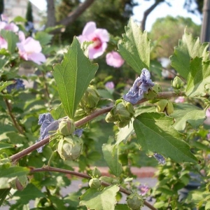 Photographie n°2201384 du taxon Hibiscus syriacus L. [1753]