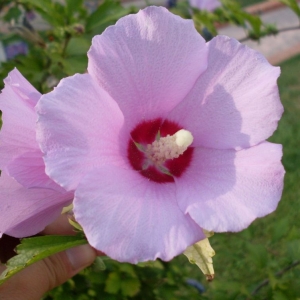 Photographie n°2201385 du taxon Hibiscus syriacus L. [1753]