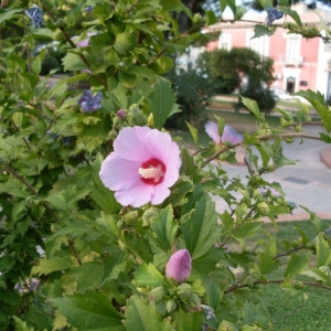 Photographie n°2201386 du taxon Hibiscus syriacus L. [1753]