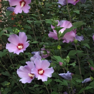 Photographie n°2201387 du taxon Hibiscus syriacus L. [1753]