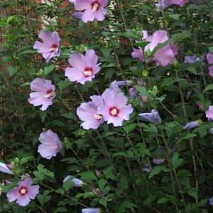 Photographie n°2201388 du taxon Hibiscus syriacus L. [1753]