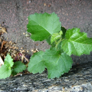 Photographie n°2201390 du taxon Hibiscus syriacus L. [1753]