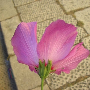 Photographie n°2201395 du taxon Hibiscus syriacus L. [1753]