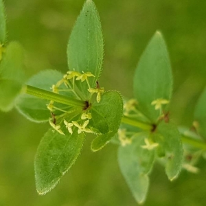 Photographie n°2201408 du taxon Cruciata laevipes Opiz