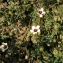  La Spada Arturo - Hibiscus trionum L. [1753]