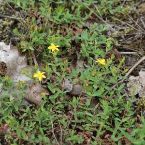 Photographie n°2201500 du taxon Hypericum humifusum L. [1753]