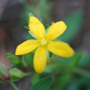 Photographie n°2201517 du taxon Hypericum humifusum L. [1753]