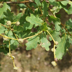 Photographie n°2201537 du taxon Quercus robur L. [1753]